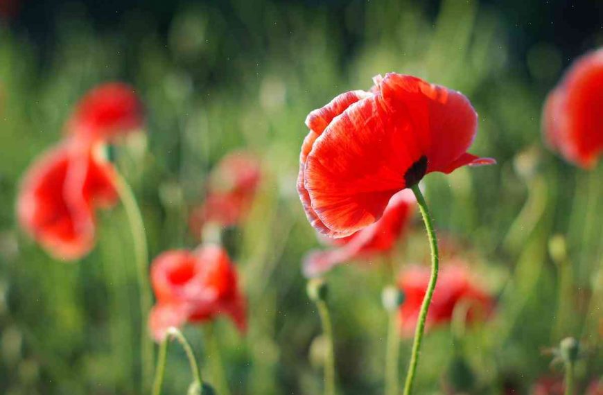 Memorial Day: Honoring the memory of fallen Vietnam War veterans